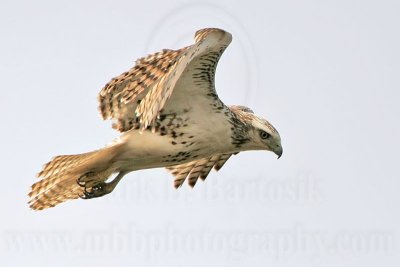 _MG_2291 Harlan's Red-tailed Hawk - Quintana.jpg