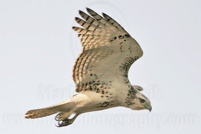 _MG_2315 Harlan's Red-tailed Hawk - Quintana.jpg