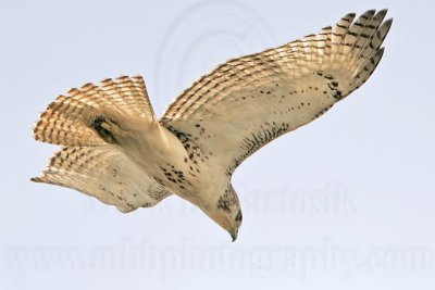 _MG_2332 Harlan's Red-tailed Hawk - Quintana.jpg