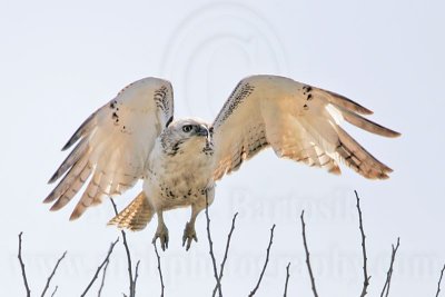 _MG_2763 Krider's Red-tailed Hawk - BNWR.jpg