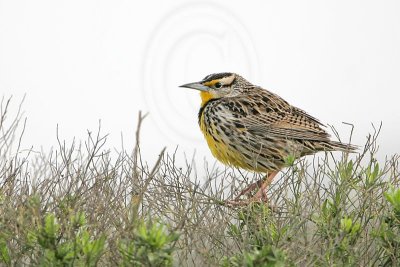 _MG_2029 Eastern Meadowlark.jpg