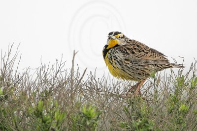 _MG_2034 Eastern Meadowlark.jpg