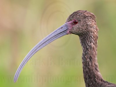 _MG_2083White-faced Ibis.jpg