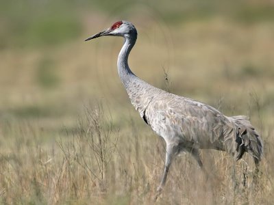 _MG_2956 Sandhill Crane.jpg