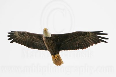 _MG_2708 Bald Eagle.jpg
