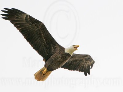 _MG_2718 Bald Eagle.jpg