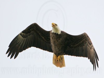 _MG_2768 Bald Eagle.jpg