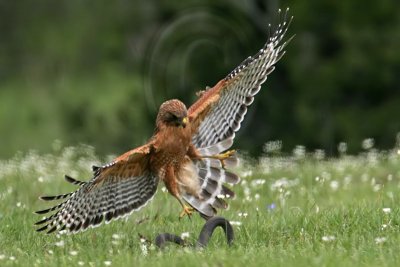 _MG_3121 Red-shouldered Hawk.jpg