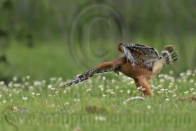 _MG_3134 Red-shouldered Hawk.jpg