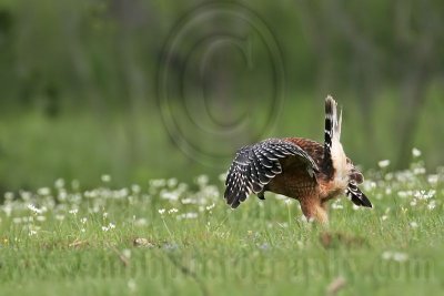 _MG_3181 Red-shouldered Hawk.jpg