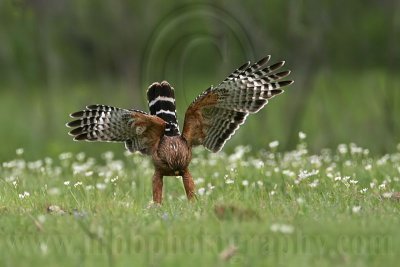 _MG_3209 Red-shouldered Hawk.jpg