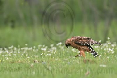 _MG_3227 Red-shouldered Hawk.jpg