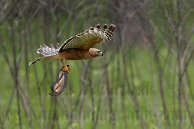 _MG_3343 Red-shouldered Hawk.jpg