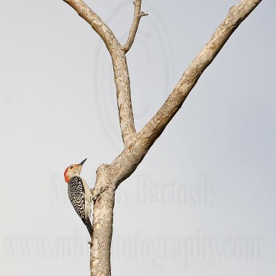 _MG_3815 Red-bellied Woodpecker.jpg