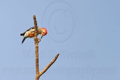 _MG_3893 Red-bellied Woodpecker.jpg