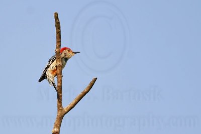 _MG_3919 Red-bellied Woodpecker.jpg