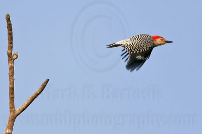 _MG_3925 Red-bellied Woodpecker.jpg