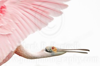 _MG_5174 Roseate Spoonbill.jpg