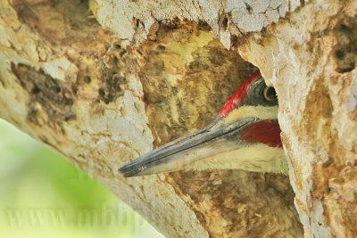 _MG_6677crop Pileated Woodpecker.jpg
