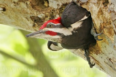 _MG_6754 Pileated Woodpecker.jpg