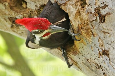_MG_6758 Pileated Woodpecker.jpg