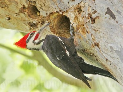 _MG_6769 Pileated Woodpecker.jpg