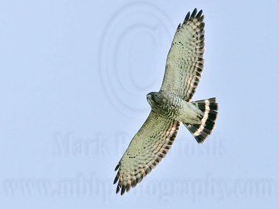 _MG_8021 Broad-winged Hawk.jpg