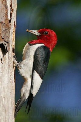 _MG_0129 Red-headed Woodpecker.jpg