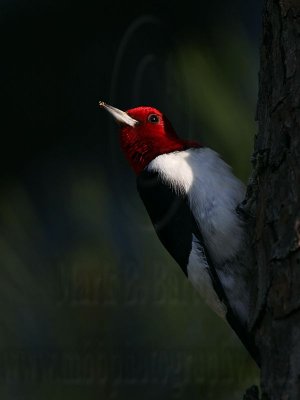 _MG_0202 Red-headed Woodpecker.jpg