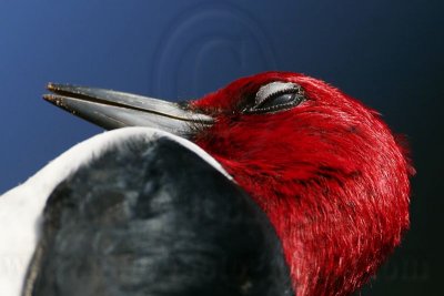 _MG_0397 Red-headed Woodpecker.jpg