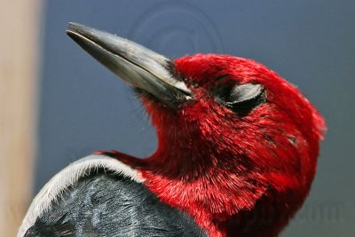 _MG_0445 Red-headed Woodpecker.jpg