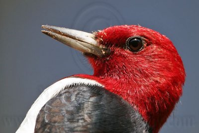 _MG_0536 Red-headed Woodpecker.jpg