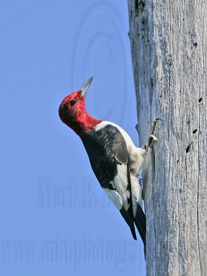 _MG_0658 Red-headed Woodpecker.jpg