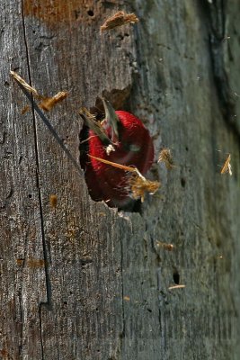 _MG_1288 Red-headed Woodpecker.jpg