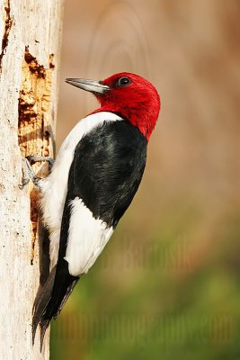 _MG_9579 Red-headed Woodpecker.jpg