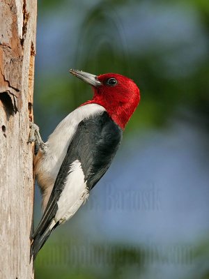 _MG_9682 Red-headed Woodpecker.jpg