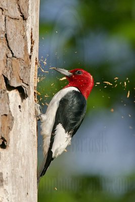 _MG_9701 Red-headed Woodpecker.jpg