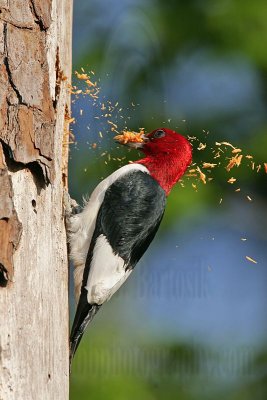 _MG_9798 Red-headed Woodpecker.jpg