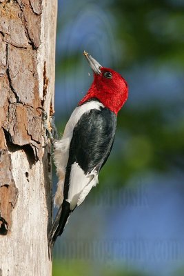 _MG_9906 Red-headed Woodpecker.jpg
