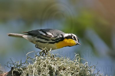 _MG_3681 Yellow-throated Warbler.jpg