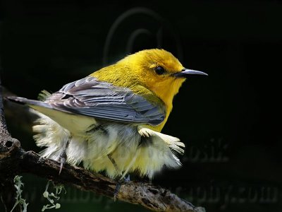 _MG_3370 Prothonotary Warbler.jpg