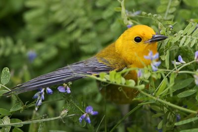 _MG_5650 Prothonotary Warbler.jpg