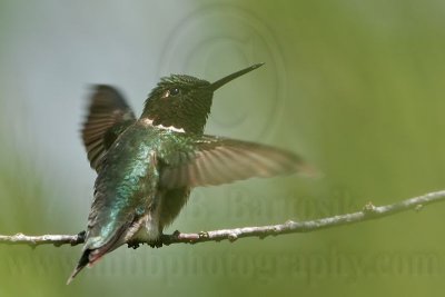 _MG_2696 Ruby-throated Hummingbird.jpg