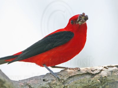 _MG_2610 Scarlet Tanager.jpg