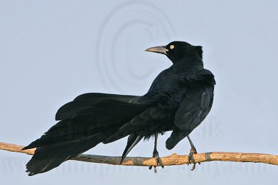 _MG_6030 Great-tailed Grackle.jpg