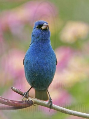 _MG_6913 Indigo Bunting.jpg