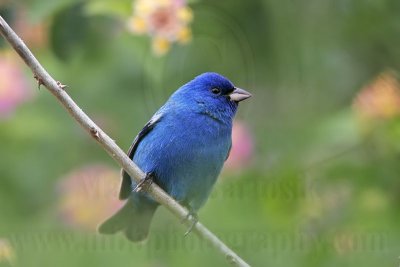 _MG_6984 Indigo Bunting.jpg