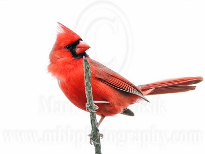 _MG_7388 Northern Cardinal.jpg