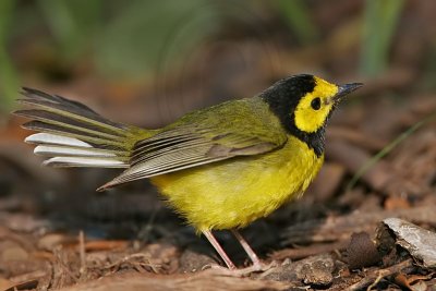 _MG_2538 Hooded Warbler.jpg