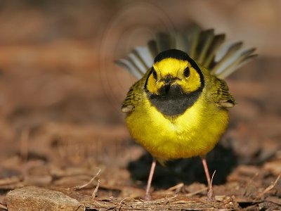 _MG_2541 Hooded Warbler.jpg